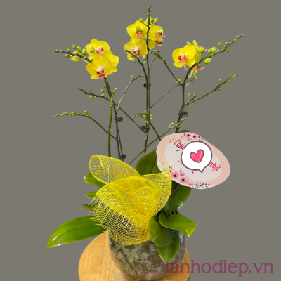 Lan Ho Diep Vang 3C