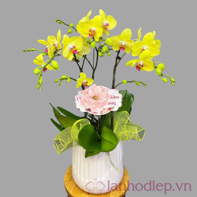 Lan Ho Diep Vang 3Canh