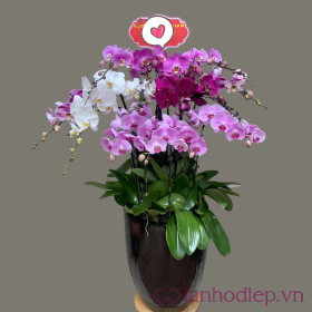Lan Ho Diep Vinh Cuu