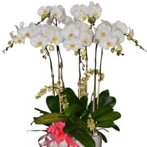 Chậu hoa lan hồ điệp trắng may mắn