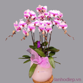 Lan Ho Diep Qua Tang
