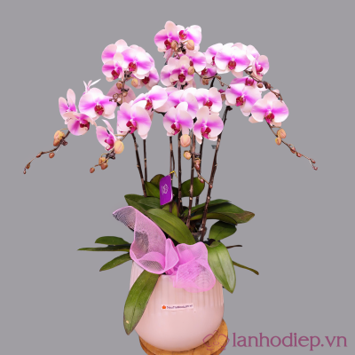 Lan Ho Diep Qua Tang