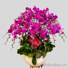 Lan Ho Diep Tim Hoi Nghi