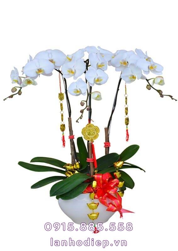 Chậu lan hồ điệp may mắn
