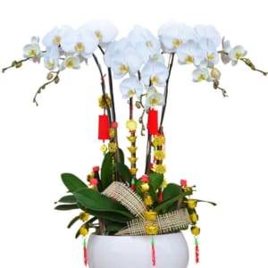 Chậu lan hồ điệp phúc lộc