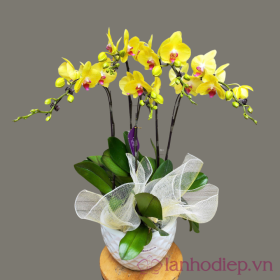 Lan Ho Diep Vang 5C 2