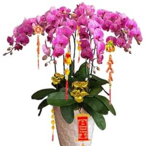 Chậu lan hồ điệp nữ hoàng 8 cành