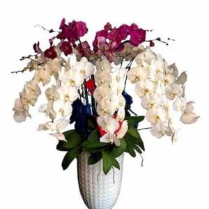 Chậu lan hồ điệp Tết 20 cành