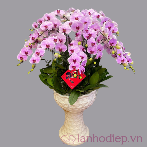 Lan Ho Diep 16C