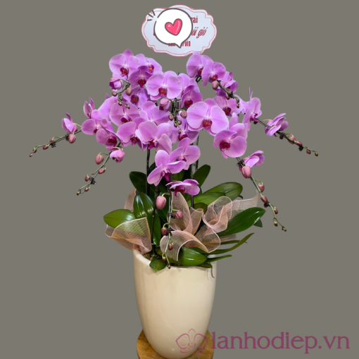 Lan Ho Diep Tim 8Canh