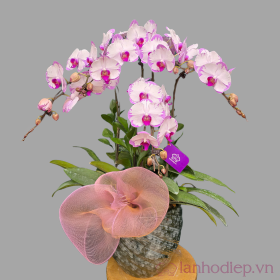 Lan Ho Diep Trang Tim 4C