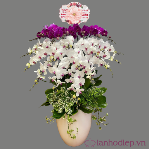 Lan Ho Diep Trangtim 20C