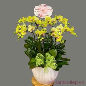Lan Ho Diep Vang 8C