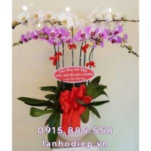Chậu hồ điệp đa sắc sang trọng