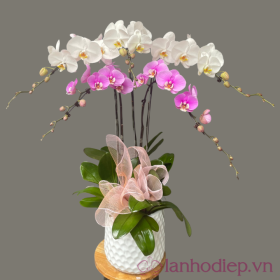 Chau Ho Diep Qua Tet Tai Loc