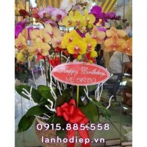 Chậu hoa lan hồ điệp đa sắc chúc mừng