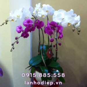 Chậu lan hồ điệp 5 cành quà tặng