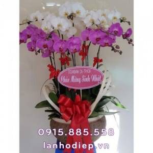 Chậu lan hồ điệp đa sắc 10 cành
