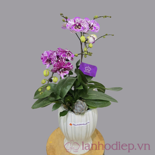 Chau Lan Ho Diep Hai Canh