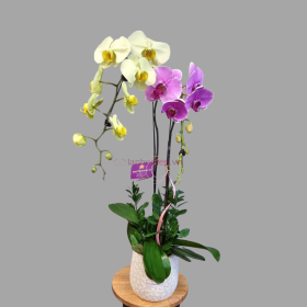 Chau Lan Ho Diep Sanh Doi