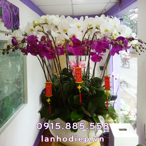 Chau Lan Ho Diep Tet Loc Xuan 30 Canh