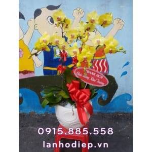 Chậu lan hồ điệp Tết nắng vàng