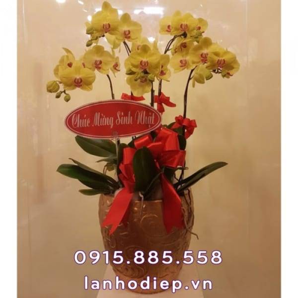 Chậu Lan Hồ Điệp Vàng Để Bàn Trang Trí