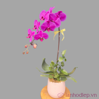 Lan Ho Diep 1Canh