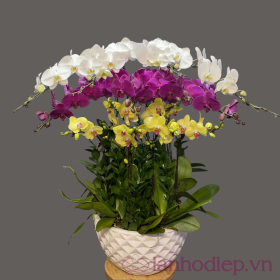 Lan Ho Diep Da Sac 10Canh 2