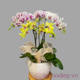 Lan Ho Diep Ngay Xuan