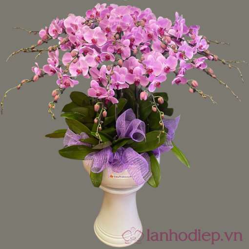 Lan Ho Diep Tim 10C