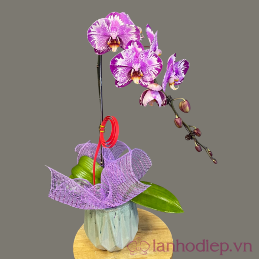 Lan Ho Diep Tim 1Canh