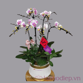 Lan Ho Diep Trang Tim 5C 2