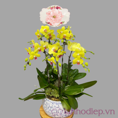Lan Ho Diep Vang 5C 3