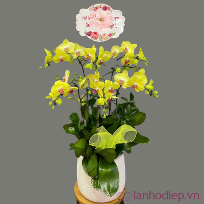 Lan Ho Diep Vang 5C