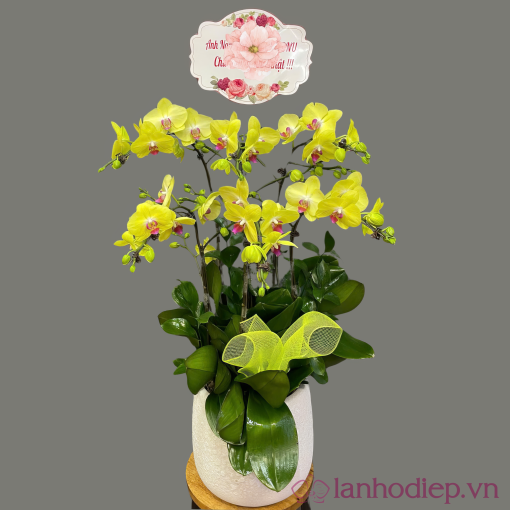 Lan Ho Diep Vang 5C