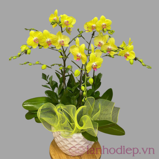 Lan Ho Diep Vang 5Canh 2