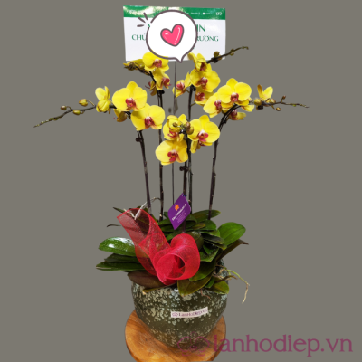 Lan Ho Diep Vang 5Canh