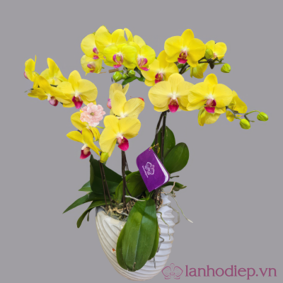 Lan Ho Diep Vang 6C