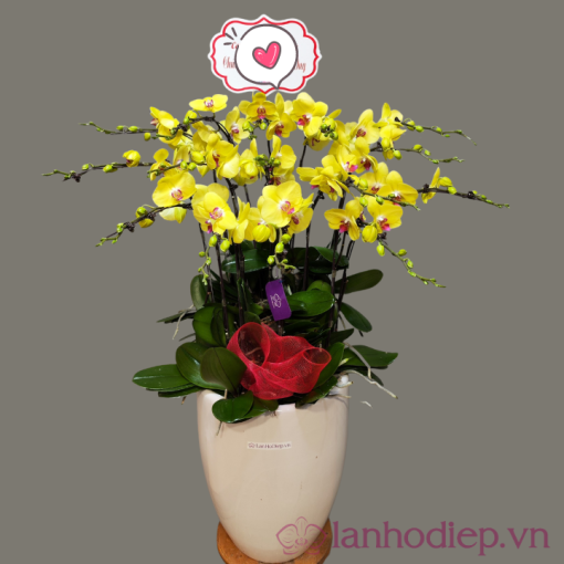 Lan Ho Diep Vang 8Canh 2