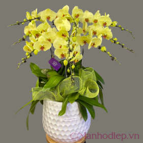 Lan Ho Diep Vang 8Canh