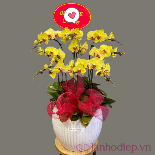 Lan Ho Diep Vang 9C