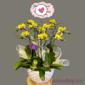 Lan Ho Diep Vang Mini