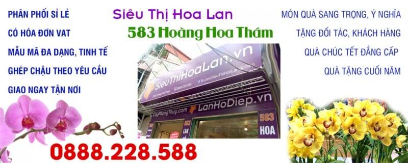 sieu thi hoa lan 1