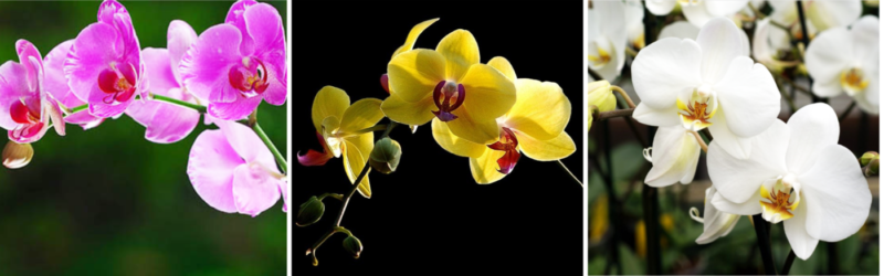 Shop Hoa Lan Hồ Điệp