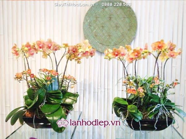 Hoa lan hồ điệp cam làm quà tặng