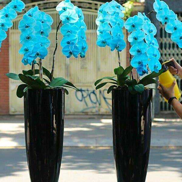 Hoa lan hồ điệp xanh