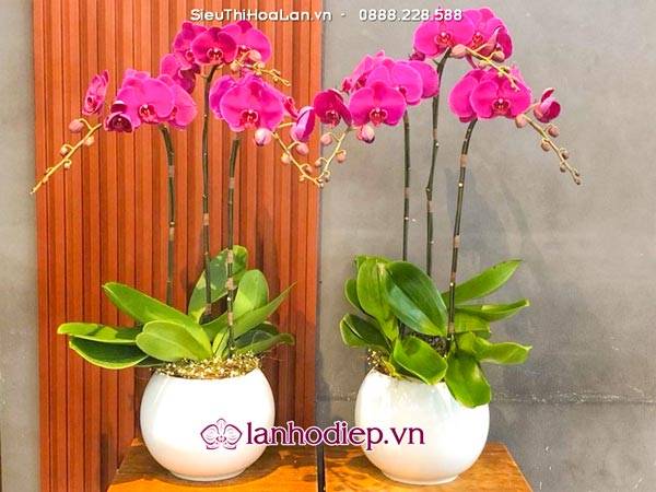Ý nghĩa chậu hoa lan hồ điệp tím
