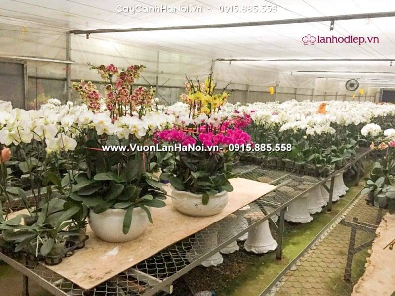 Cắt bỏ phần lá và rể hoa lan hồ điệp hị hư