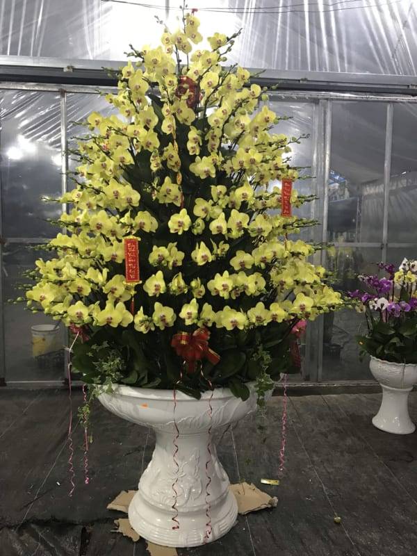 Shop Hoa Lan Hồ Điệp